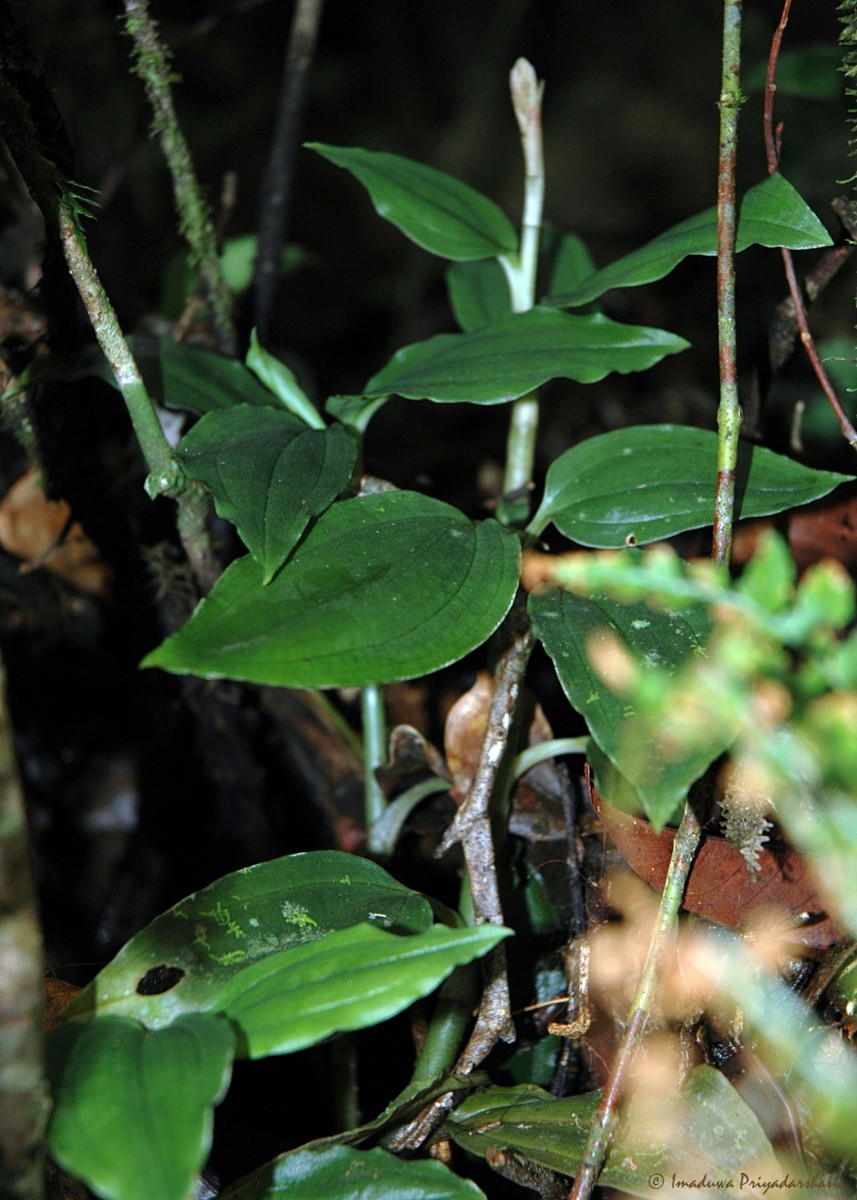 Erythrodes latiloba Ormerod